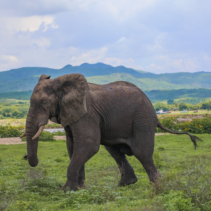 Malawi